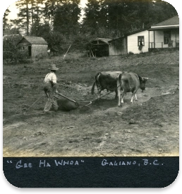 Farming with oxen